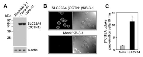 Confirmation Of Protein Expression And Function Of Slc22a4 Octn1 In