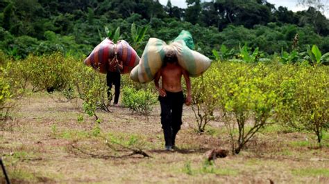 Cultivos De Coca En Colombia Alcanzaron Un M Ximo Hist Rico