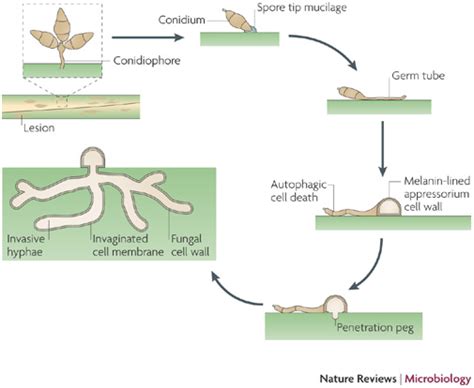 Life cycle of the rice blast fungus Magnaporthe oryzae.The rice blast ...