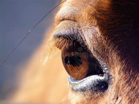 Horse eye close up stock image. Image of hair, beauty - 25351663