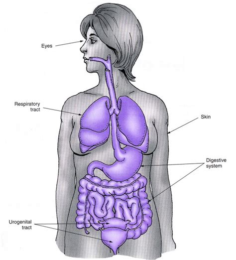 The Human Body Appendix Modernheal