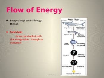 Ecology Energy Flow By InTrePiD Education TPT