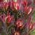 Leucadendron Devil S Blush Hello Hello Plants