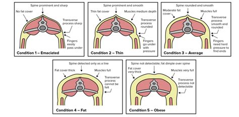 How To Body Condition Score Sheep Vetsouth