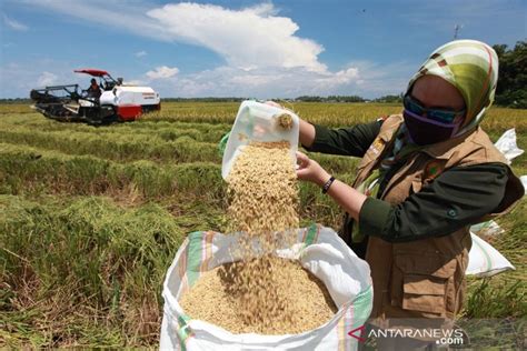 Relaksasi UU Cipta Kerja Dinilai Mampu Dorong Produktivitas Pertanian