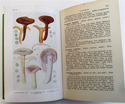 Common British Fungi A Guide To The More Common Larger Basidiomycetes