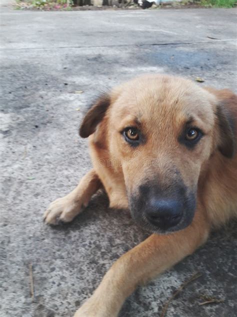 A Dog Staring At The Camera Intently Stock Photo Image Of Camera