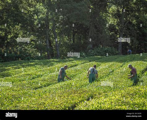 Tea Plantation Workers On The Portuguese Azores Island Of Sao Miguel