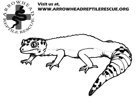 Lizard Coloring Pages For Kids At Free Printable