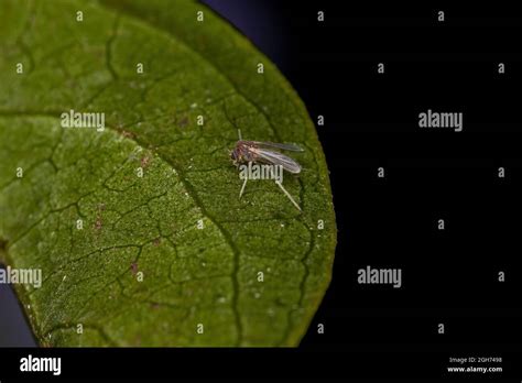 Small Adult Nematoceran Fly Of The Suborder Nematocera Stock Photo Alamy