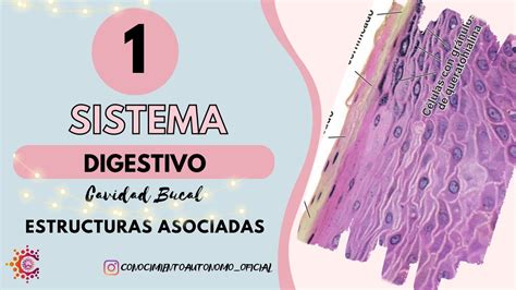 Sistema Digestivo I Cavidad Bucal Estructuras Asociadas Resumido