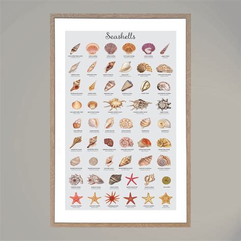 Name That Seashell Print Seashell Poster Seashell Art Shell Wall