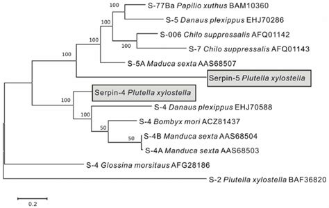 Consensus Neighbour Joining Tree Based On The Sequences Of Serpins