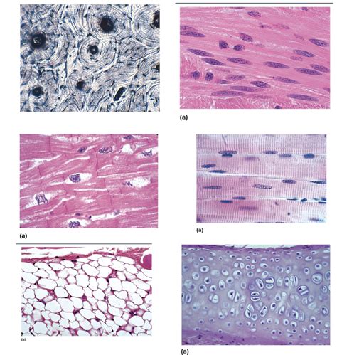 Tissue Identification PT 1 Diagram Quizlet