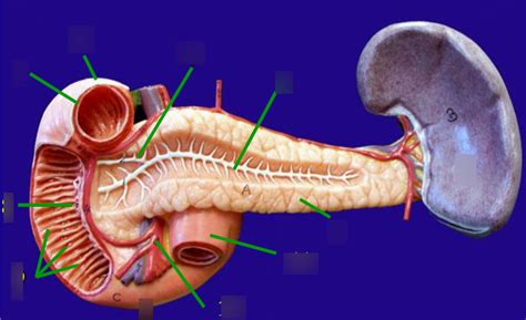 Duodenum Pancreas And Spleen Anterior View Diagram Quizlet