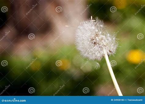 Dandelion seeds blowing stock image. Image of green, head - 24928183