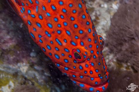 Coral Rock Cod Facts And Photographs Seaunseen