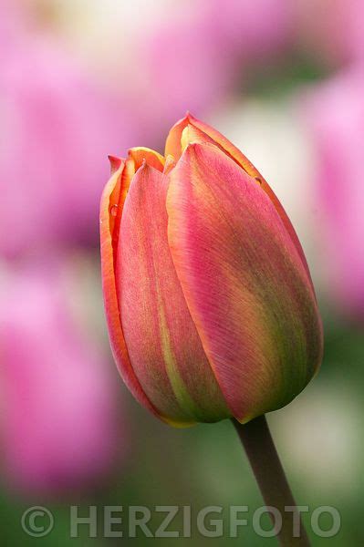 Photo Tulipa Tricolored Beauty Tulpe Tulpen By Tina Horst Herzig