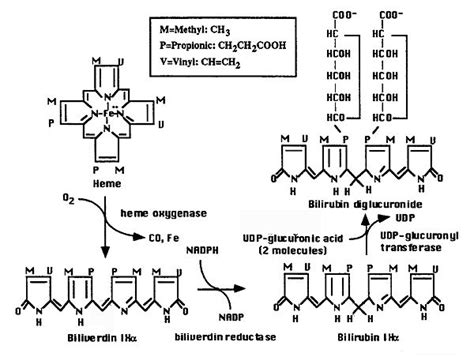 Heme Metabolism And Bilirubin Production Medical Laboratory Science