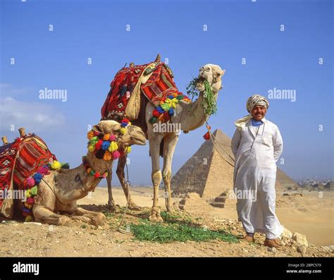 Hombre egipcio y camello fotografías e imágenes de alta resolución Alamy