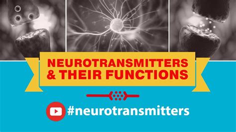 Neurotransmitters And Their Functions Chart