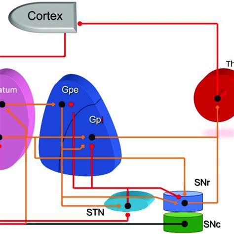 Cortico Striate Thalamo Cortical Circuit Excitatory Connections Red Download Scientific