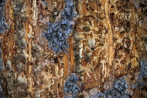 29 Million Trees Dead From Bark Beetle Infestation Pose Fire Risk In