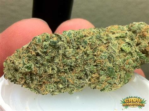 Blue Cheese Seeds - Strain Review | Grow-Marijuana.com