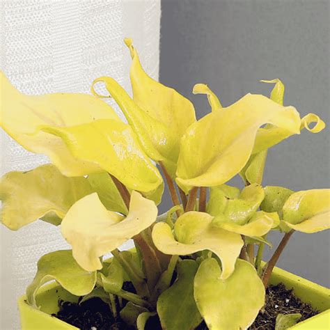 Philodendron Xanadu Plant Golden Plantozia