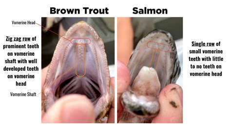 Landlocked Salmon And Brown Trout Tips For Identifying Your Catch