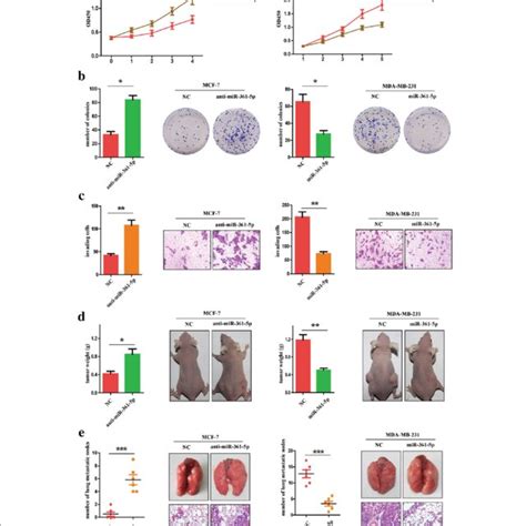 MiR 361 5p Suppresses Breast Cancer Cells Proliferation Invasion And