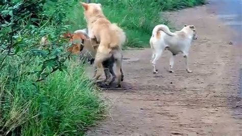 Dog Group Mating Youtube