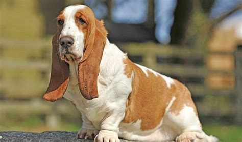 Seven Things You Didnt Know About The Basset Hound