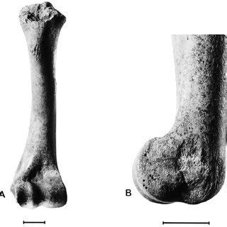 Goat Humerus From Pit F A Dorsal View B Medial View Scale Bars