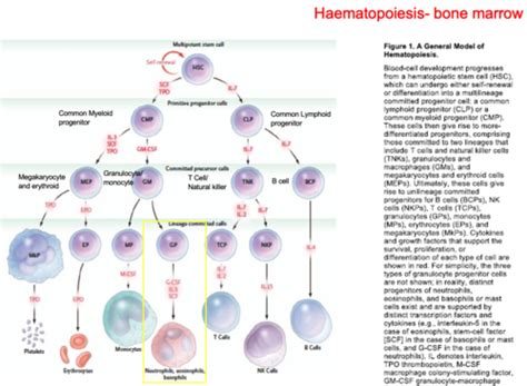 2 Anatomy And Physiology Of White Blood Cells Leukocytes Flashcards