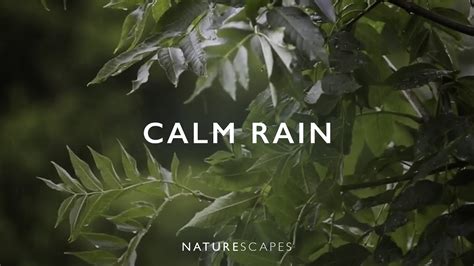 Nature Soundscapes Calm Rain K Hd P Youtube