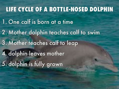 Dolphin Life Cycle Stages Otto Vance