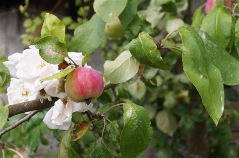 Free Images Tree Branch Blossom Fruit Berry Leaf Flower