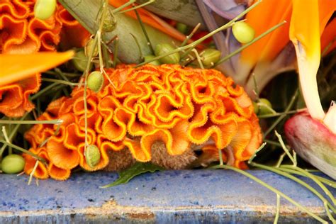 Kostenlose Foto Blatt Orange Produzieren Herbst Flora