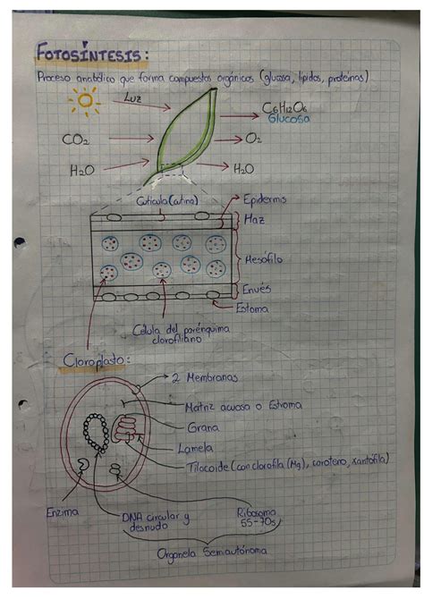 SOLUTION Esquemas Explicativos De La Fotos Ntesis Y Respiraci N