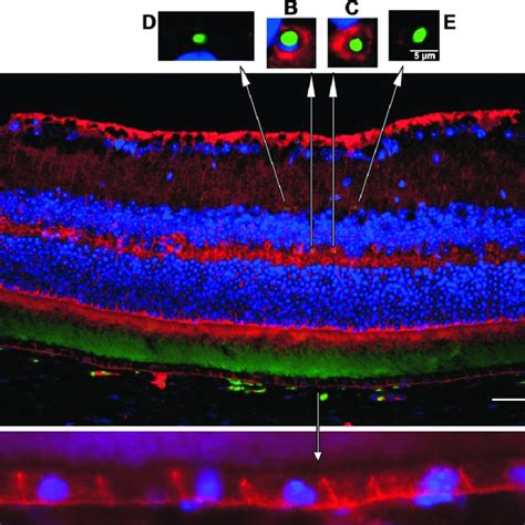 Retinal Fpn Immunofluorescence In Hepcidin Ko C326s Mutant And Download Scientific Diagram