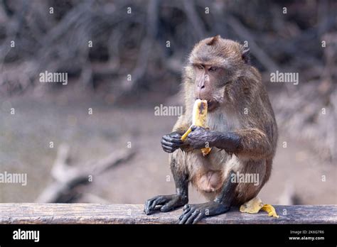 Monkey Eating Banana Funny