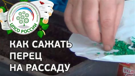 Как сеять перец на рассаду. Посев семян перца сладкого. - YouTube
