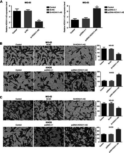 Full Article The Lncrna Hoxa As Regulates Rab D Expression By