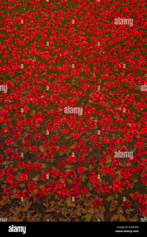 Sangre Arrasaron Tierras Y Mares Del Rojo Es Una Instalaci N De Arte