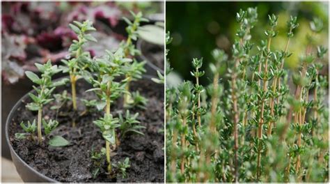 How To Grow Thyme From Seed Cuttings Or Starter Plant