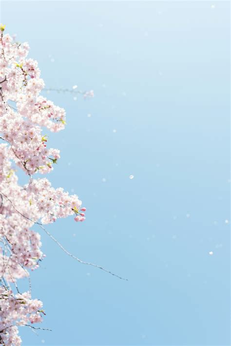 Arbol De Cerezo Wallpaper