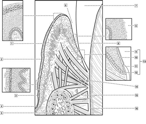 Chapter 10 Gingival And Dentogingival Junctional Tissue Diagram Quizlet