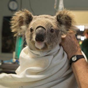 Koala chlamydia: A virus in koala DNA shows evolution in action | barfblog