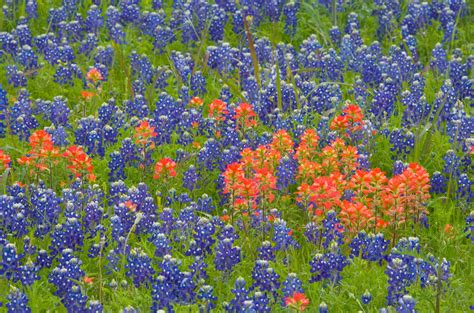 Texas Bluebonnet Flower Facts Best Flower Site